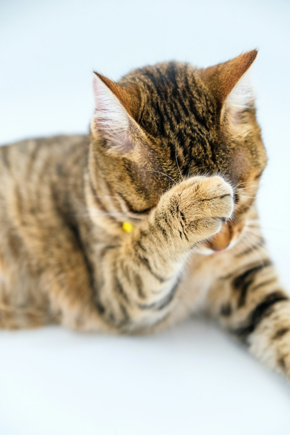 a tabby cat laying on its back on a white surface