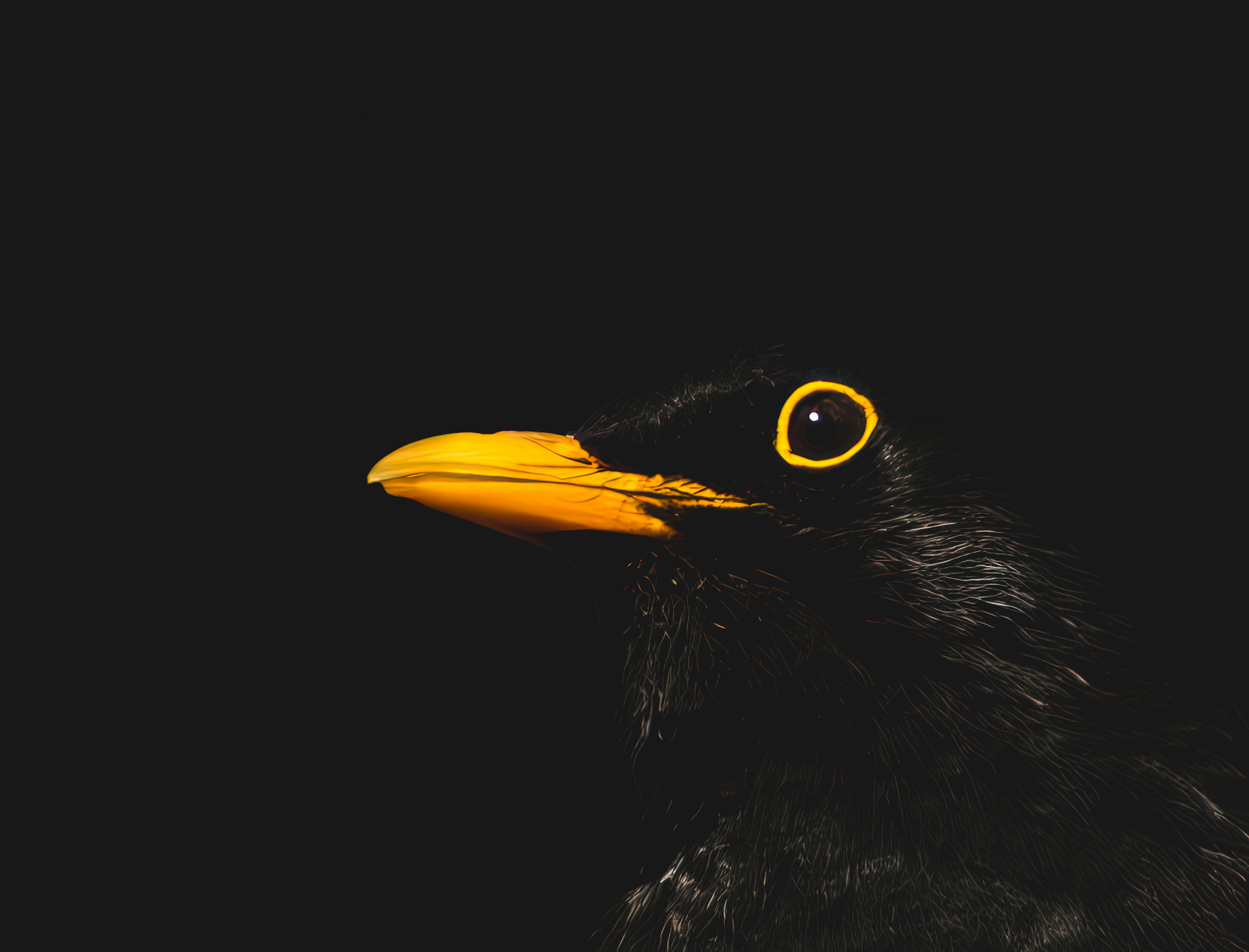 a close up of a black bird with a yellow beak
