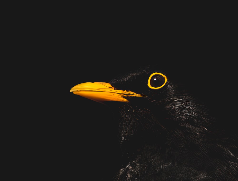 a close up of a black bird with a yellow beak