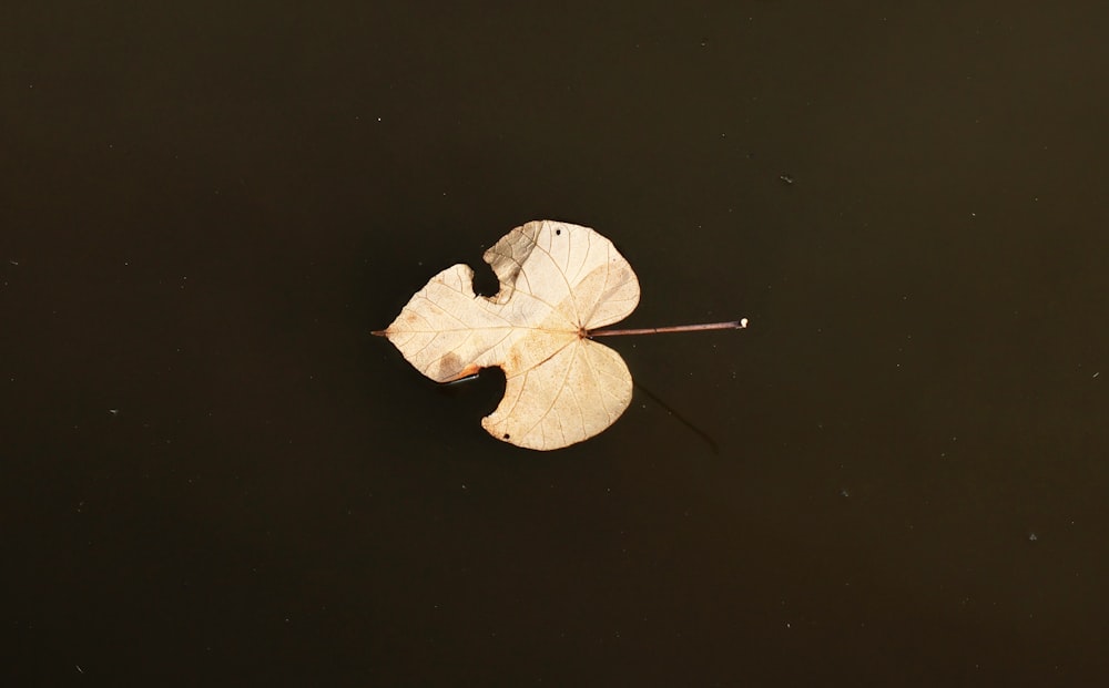 a leaf floating on top of a body of water