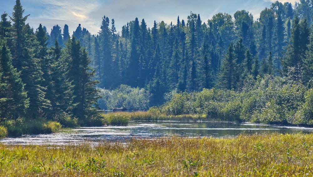 a river running through a lush green forest