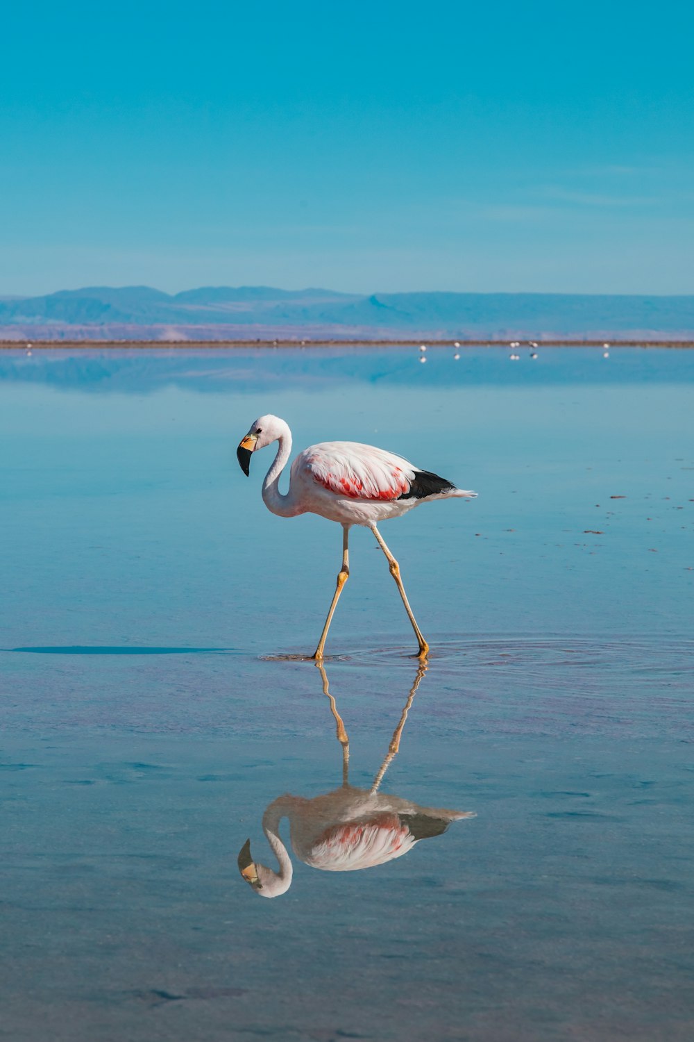 a flamingo walking across a body of water