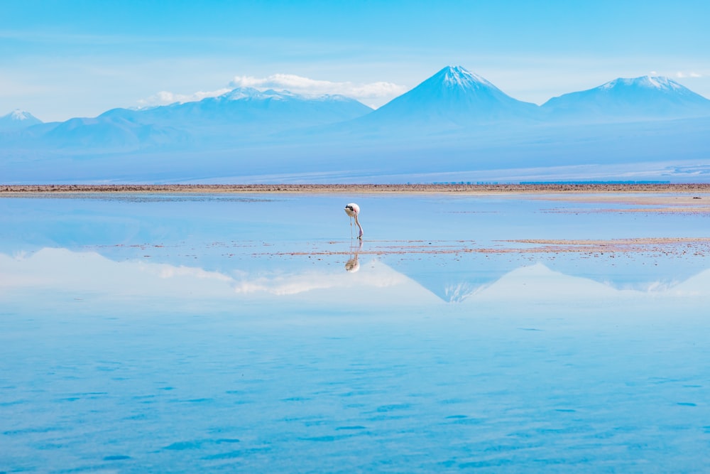 a bird standing in the middle of a large body of water