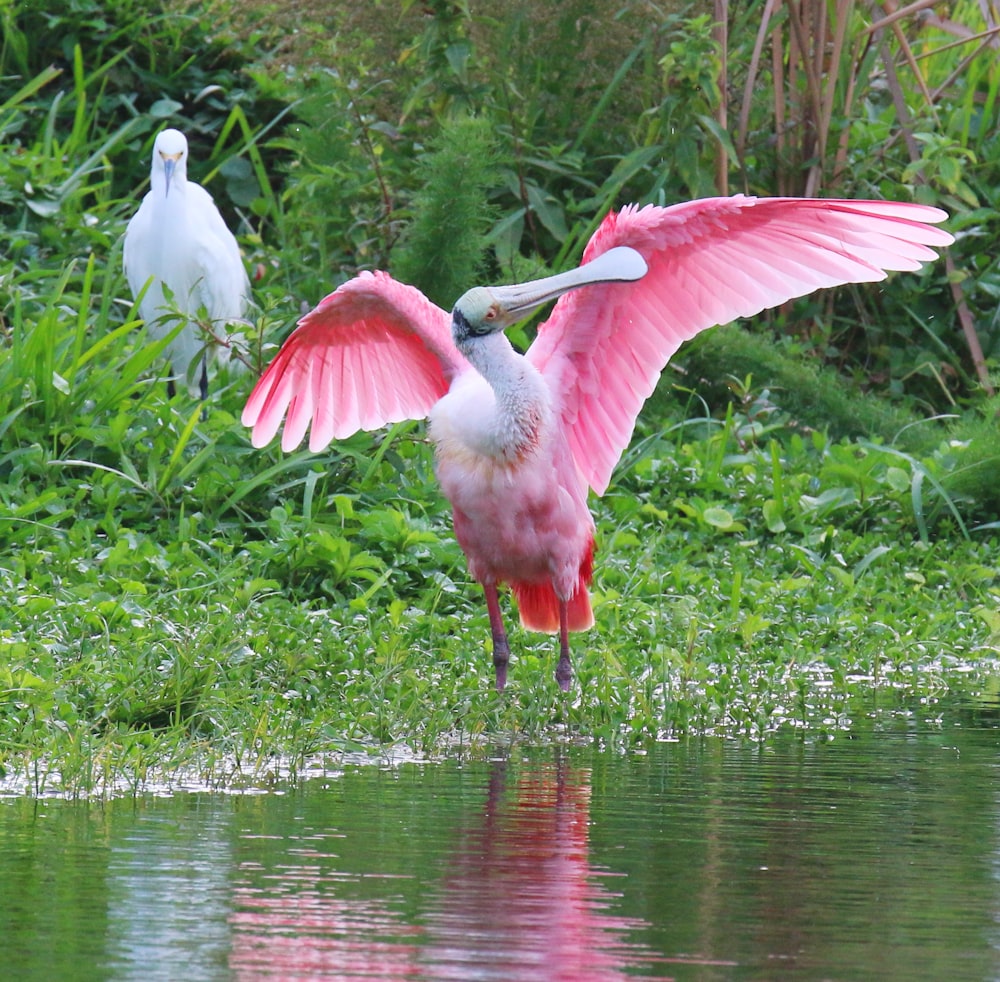 a pink and white bird with its wings spread