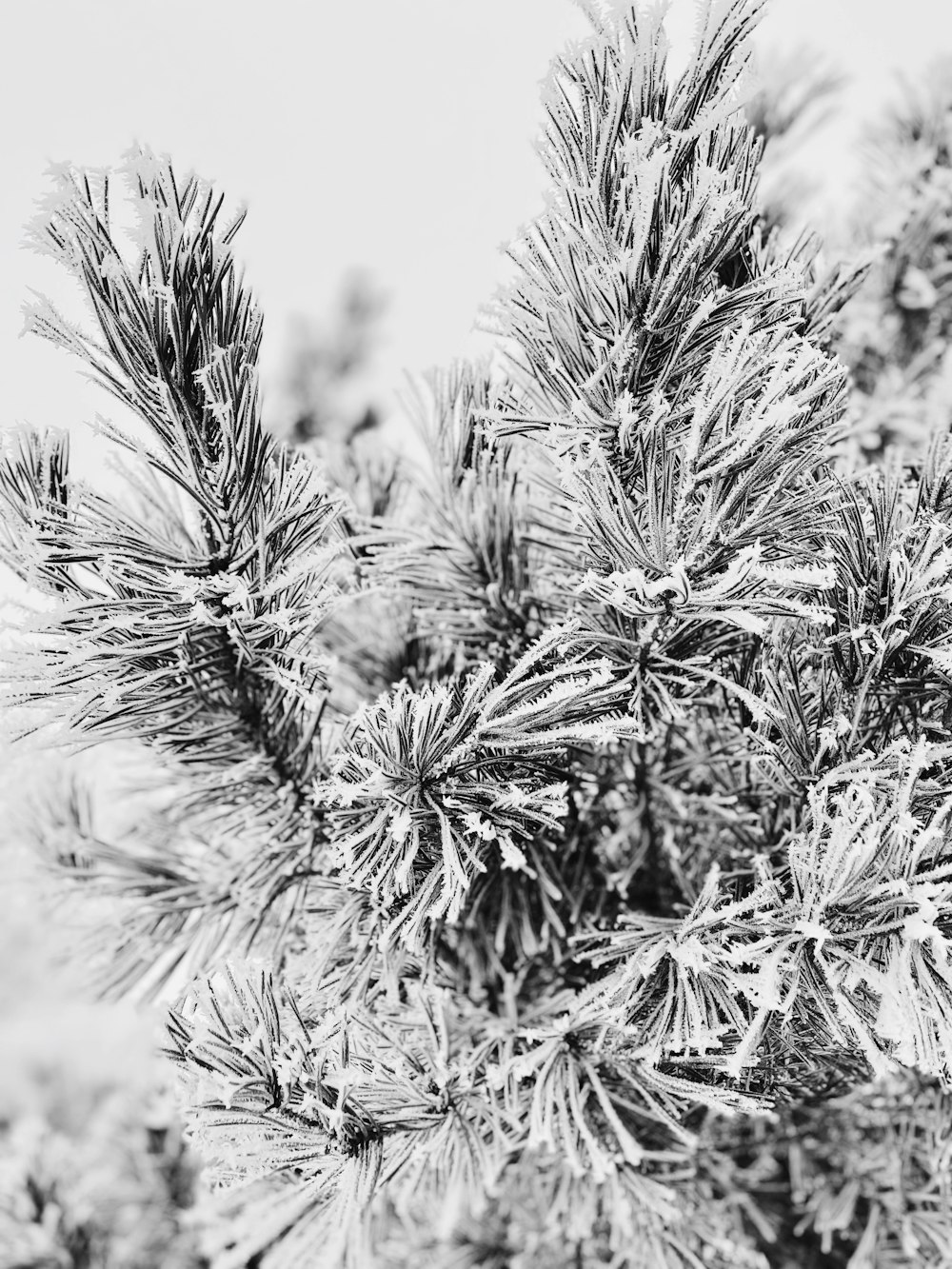 a black and white photo of a pine tree