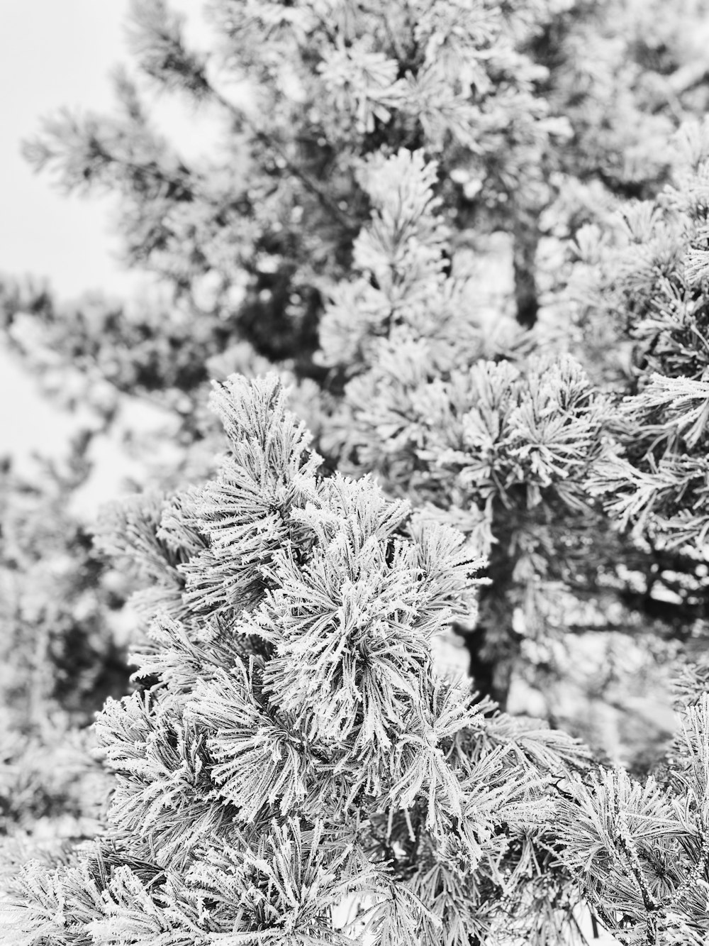 a black and white photo of a pine tree