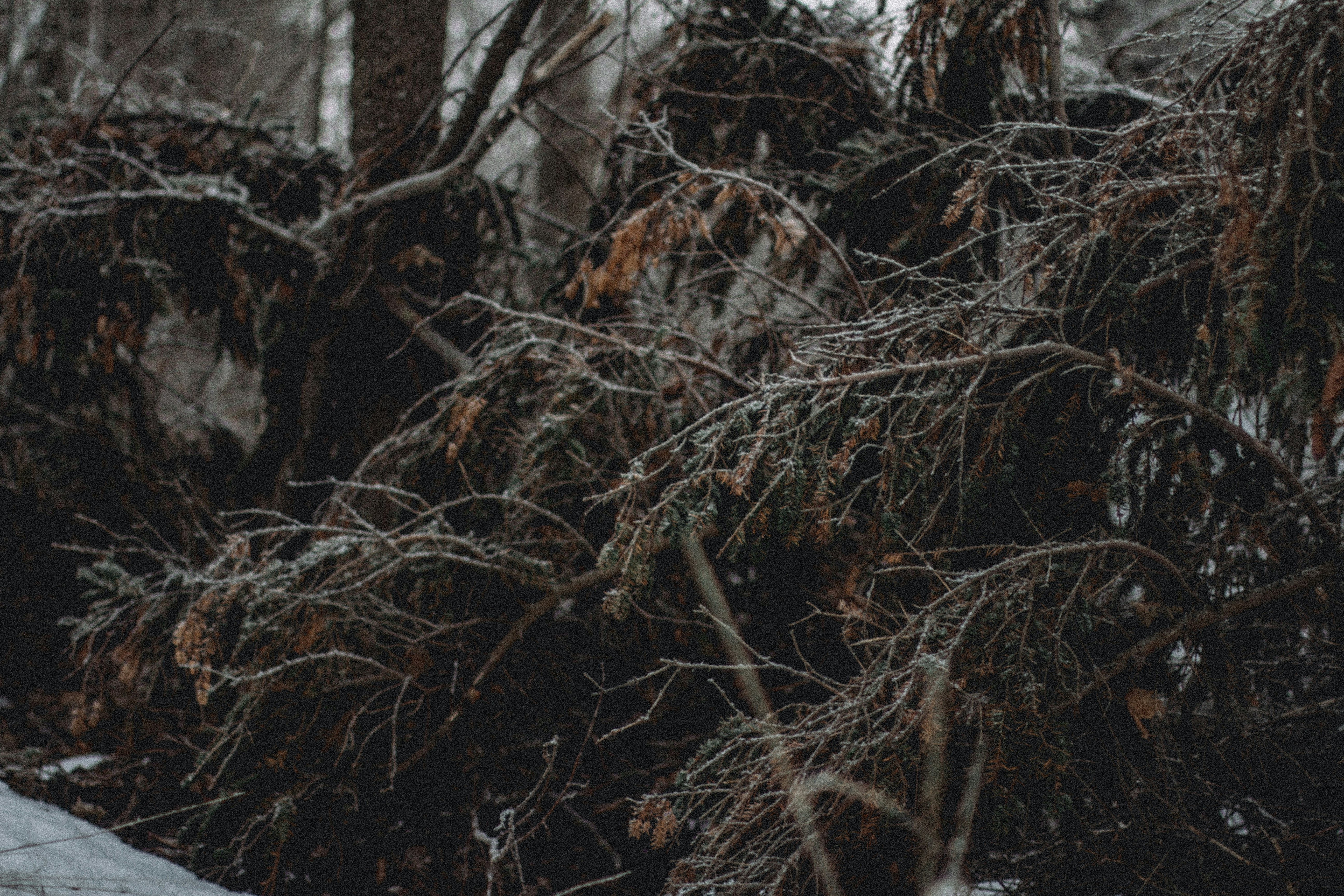 Photo by maximyuryshev