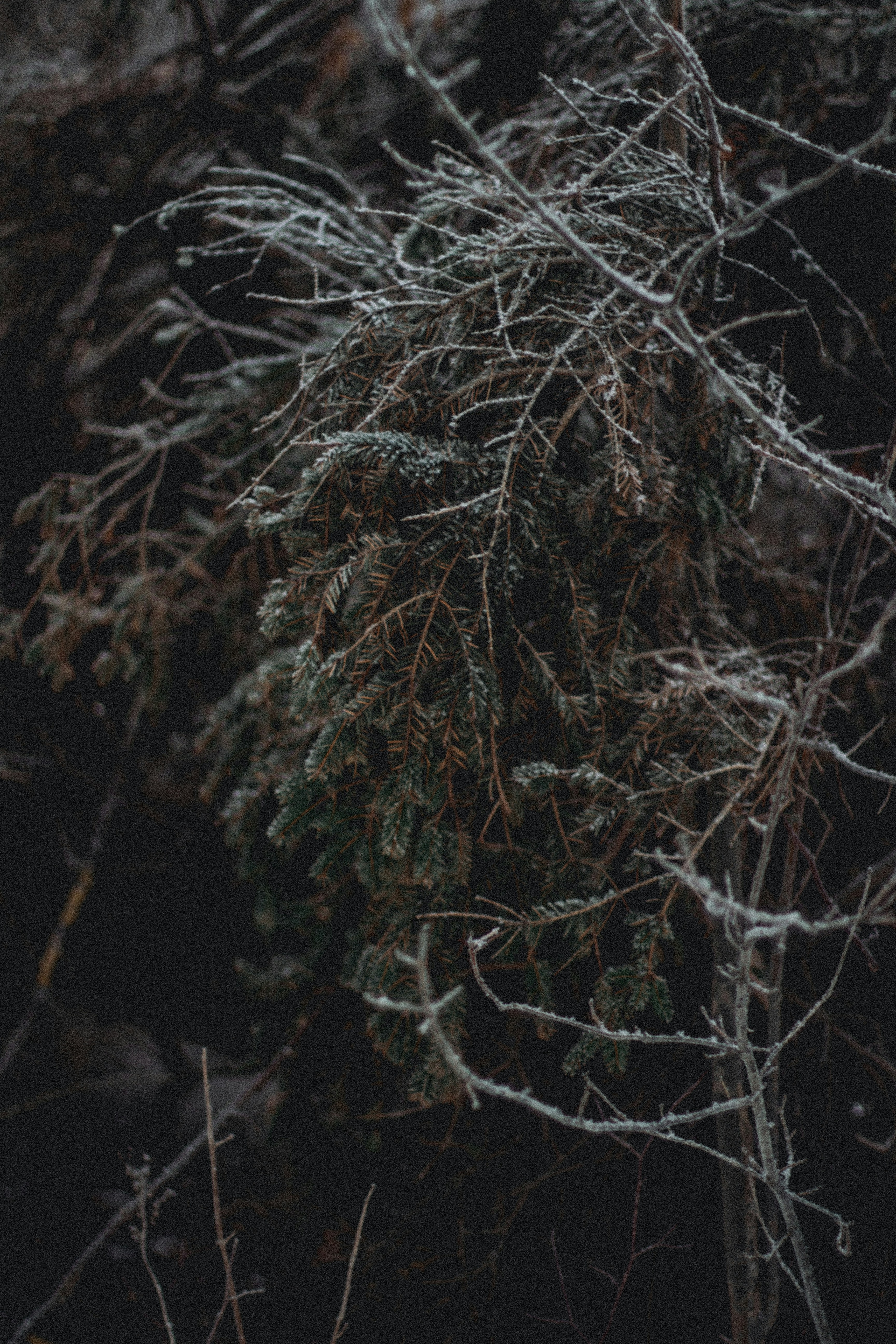 Photo by maximyuryshev