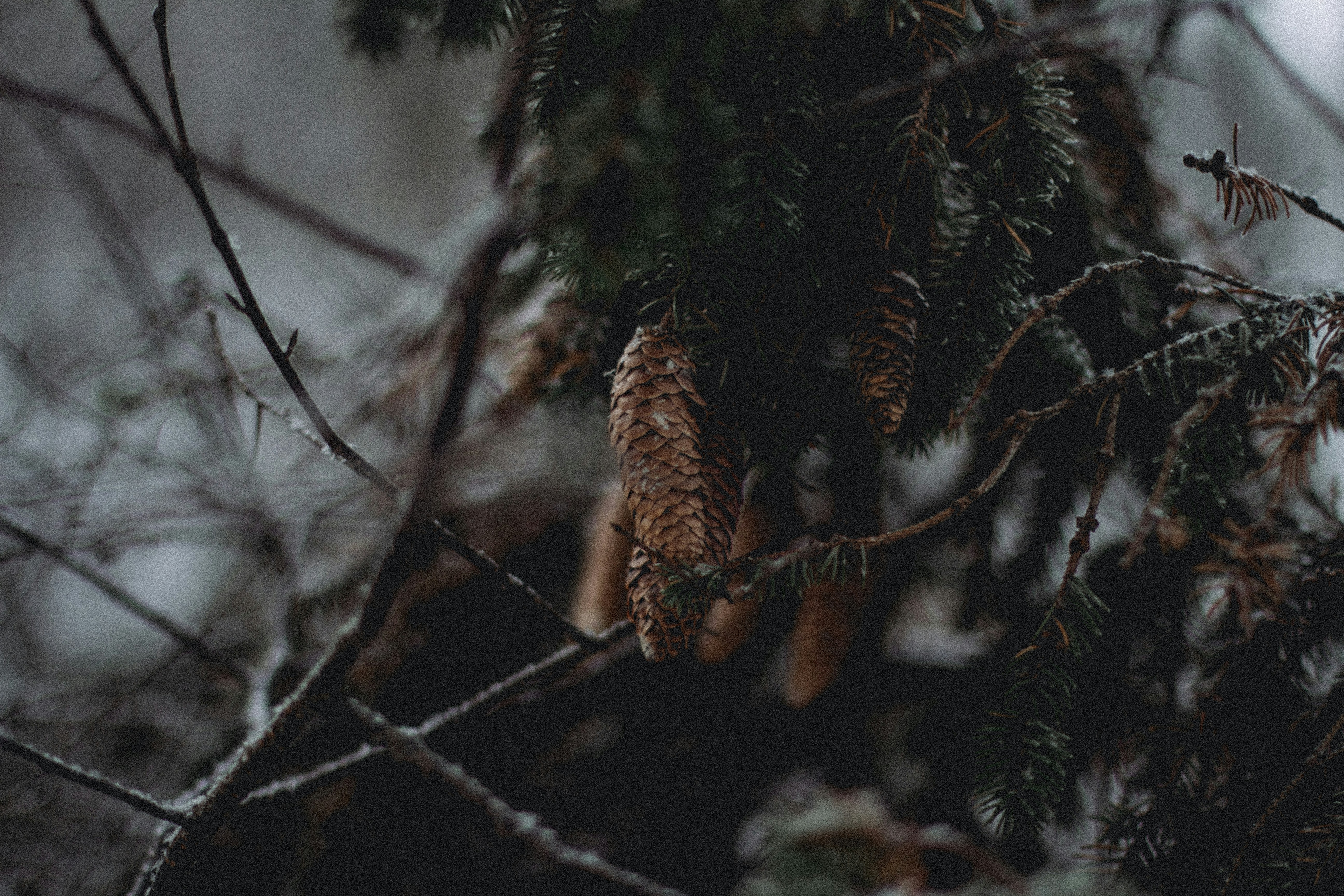 Photo by maximyuryshev