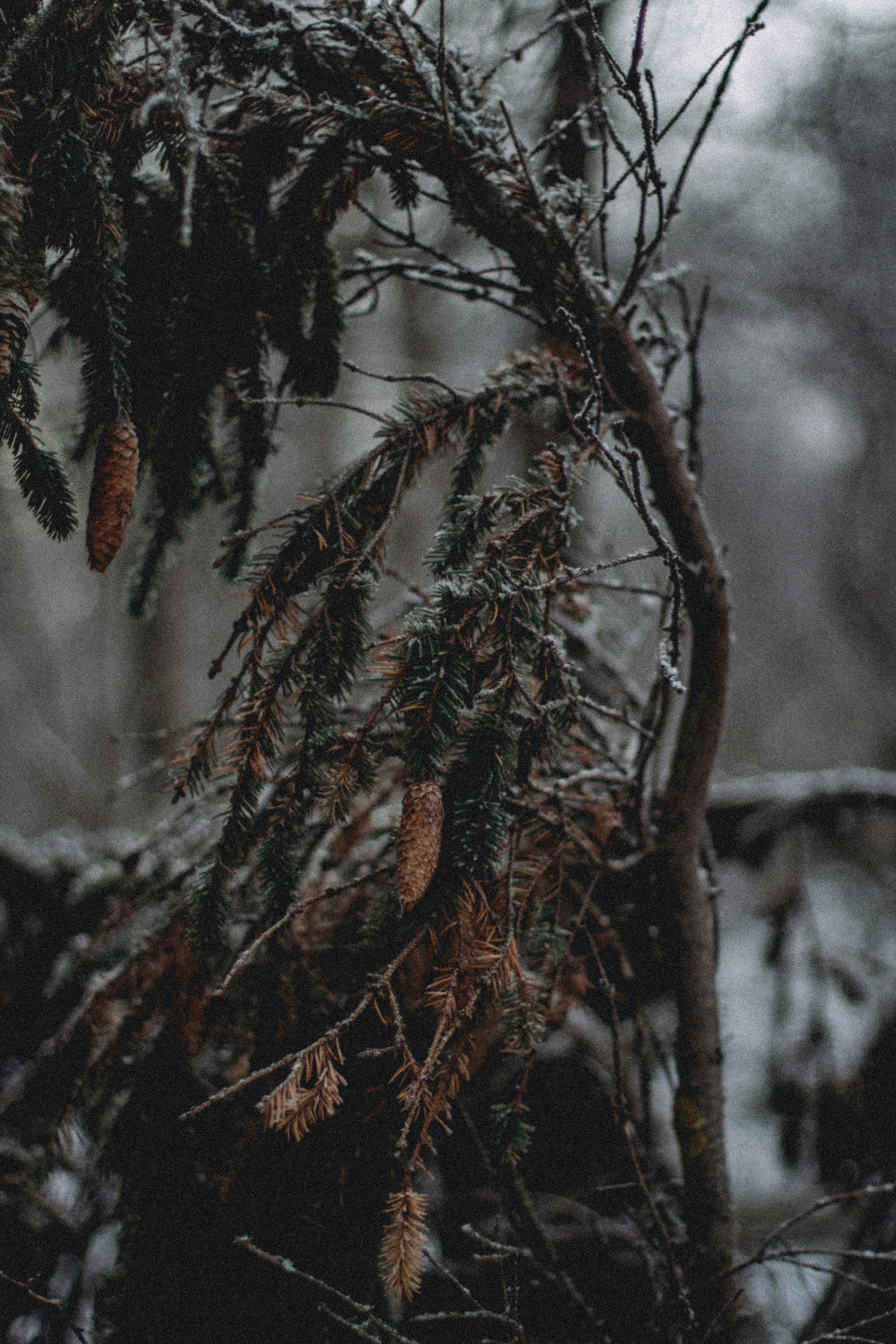 Photo by maximyuryshev