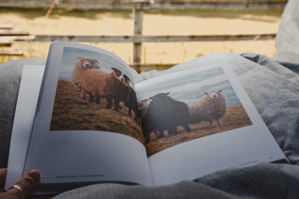a person is reading a book about sheep