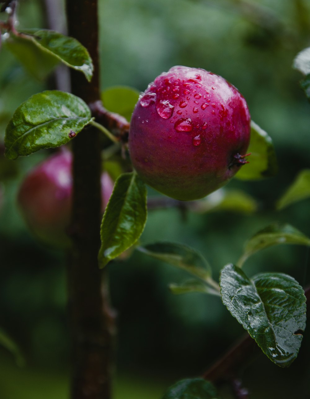 a close up of an apple on a tree