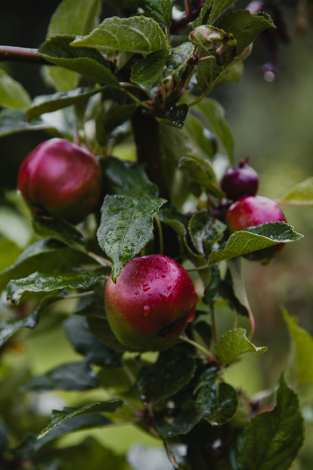 a close up of a tree with fruit on it