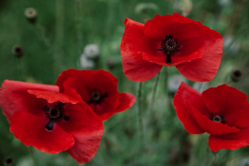 three red flowers in a field of green grass