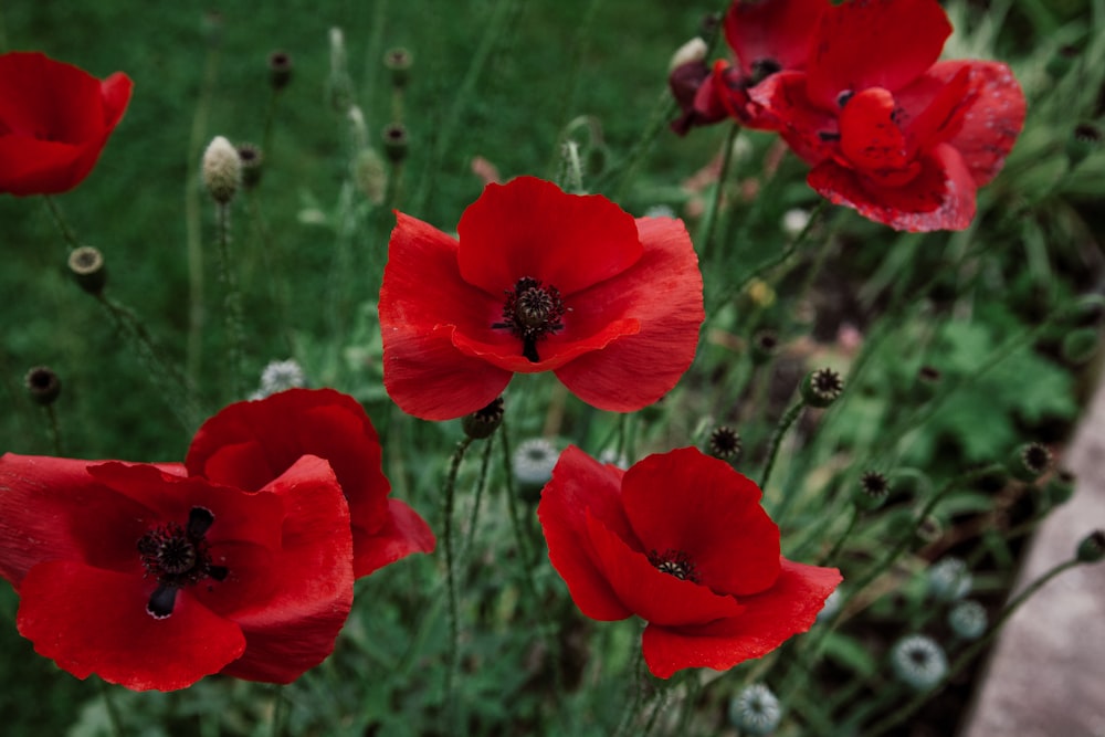 a bunch of red flowers that are in the grass