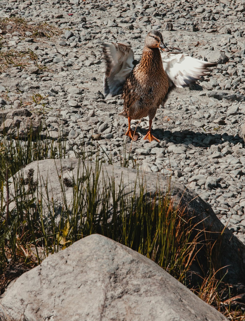 a bird standing on a rocky area next to a rock