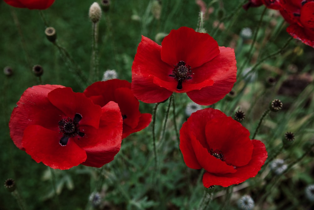 a group of red flowers sitting on top of a lush green field