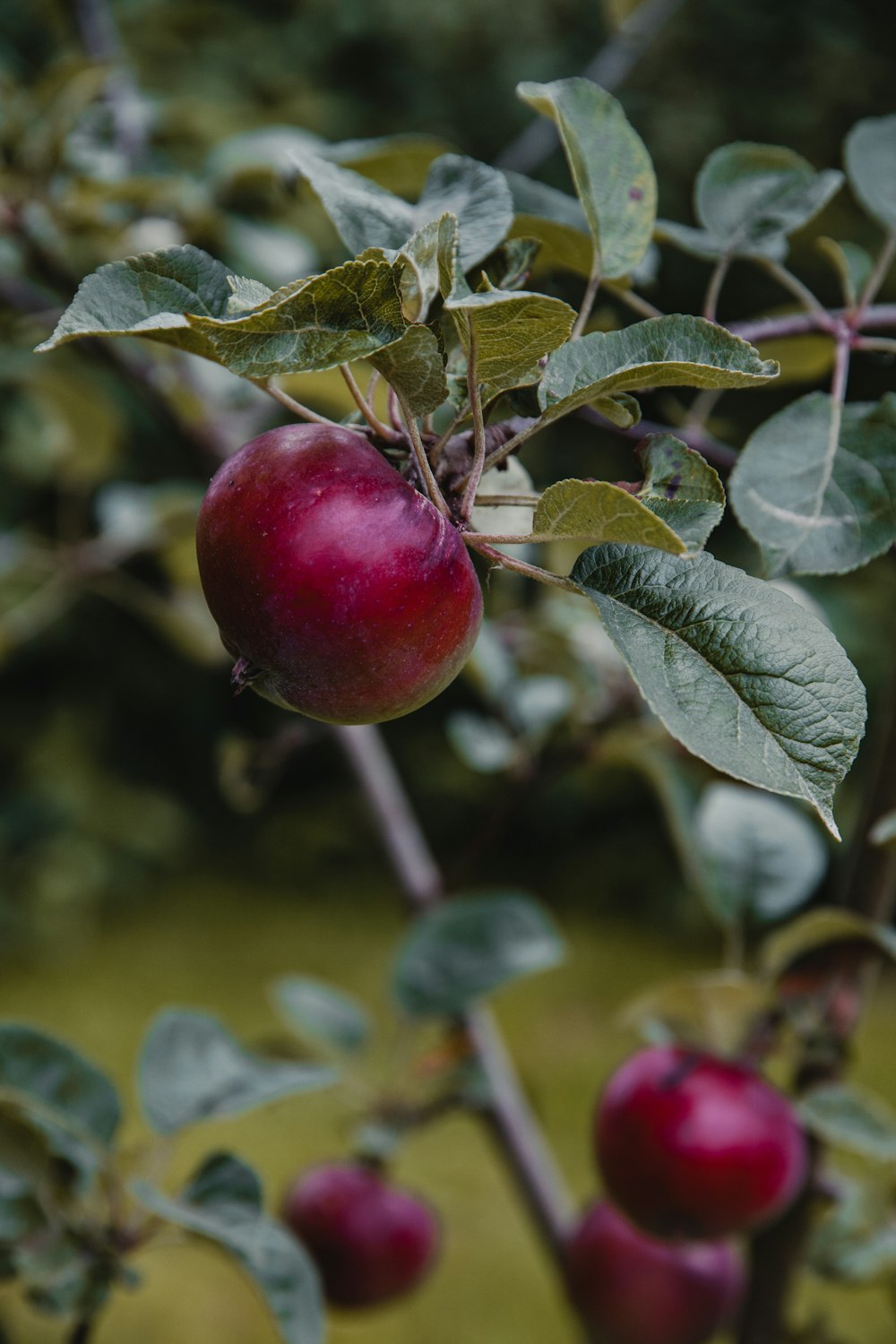 a close up of an apple on a tree