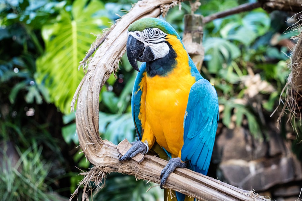a blue and yellow parrot perched on a branch