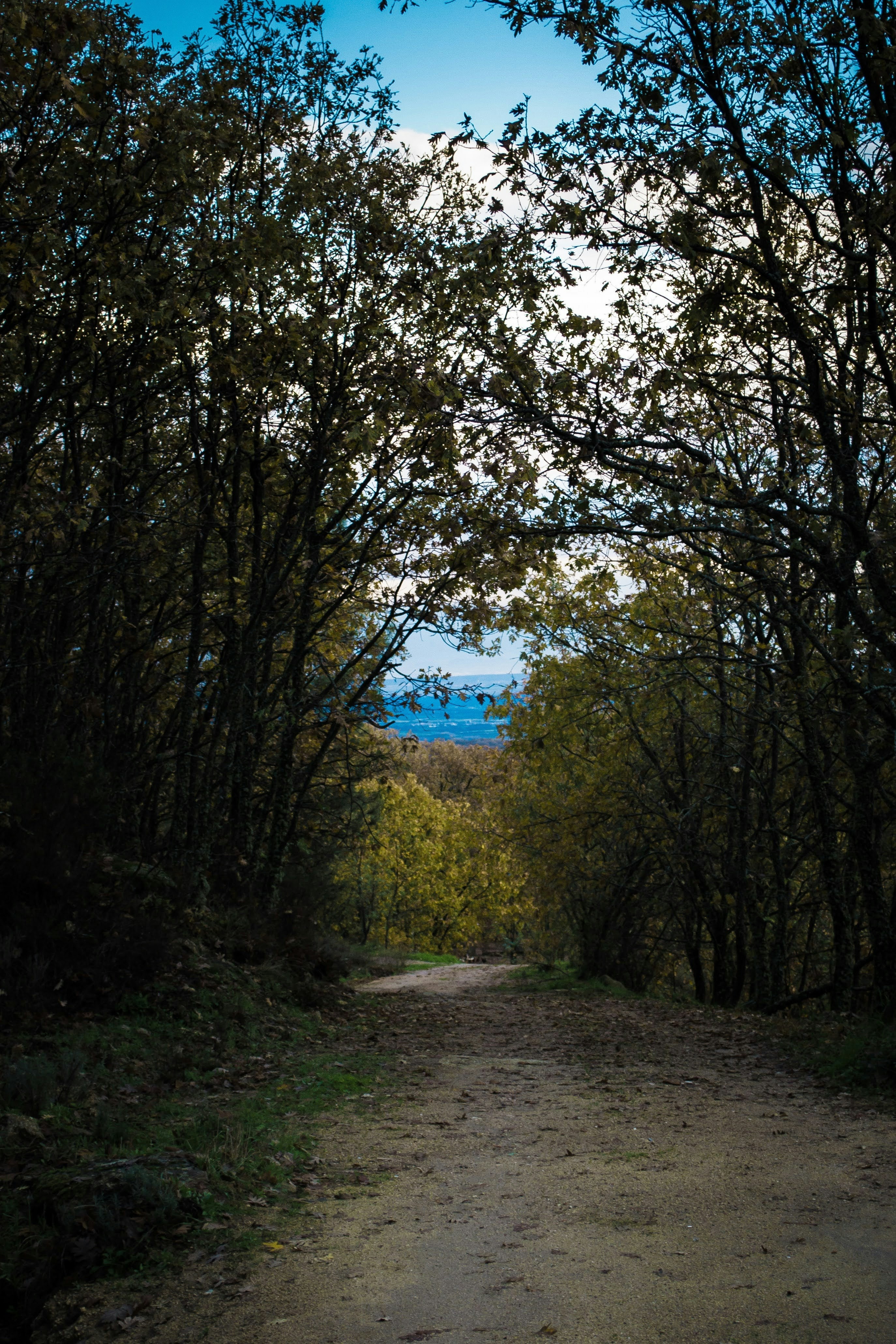 Fotomural a dirt road surrounded by trees with a blue sky in the background