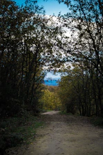 a dirt road surrounded by trees with a blue sky in the background