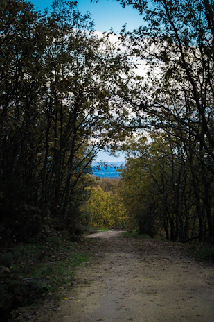 a dirt road surrounded by trees with a blue sky in the background