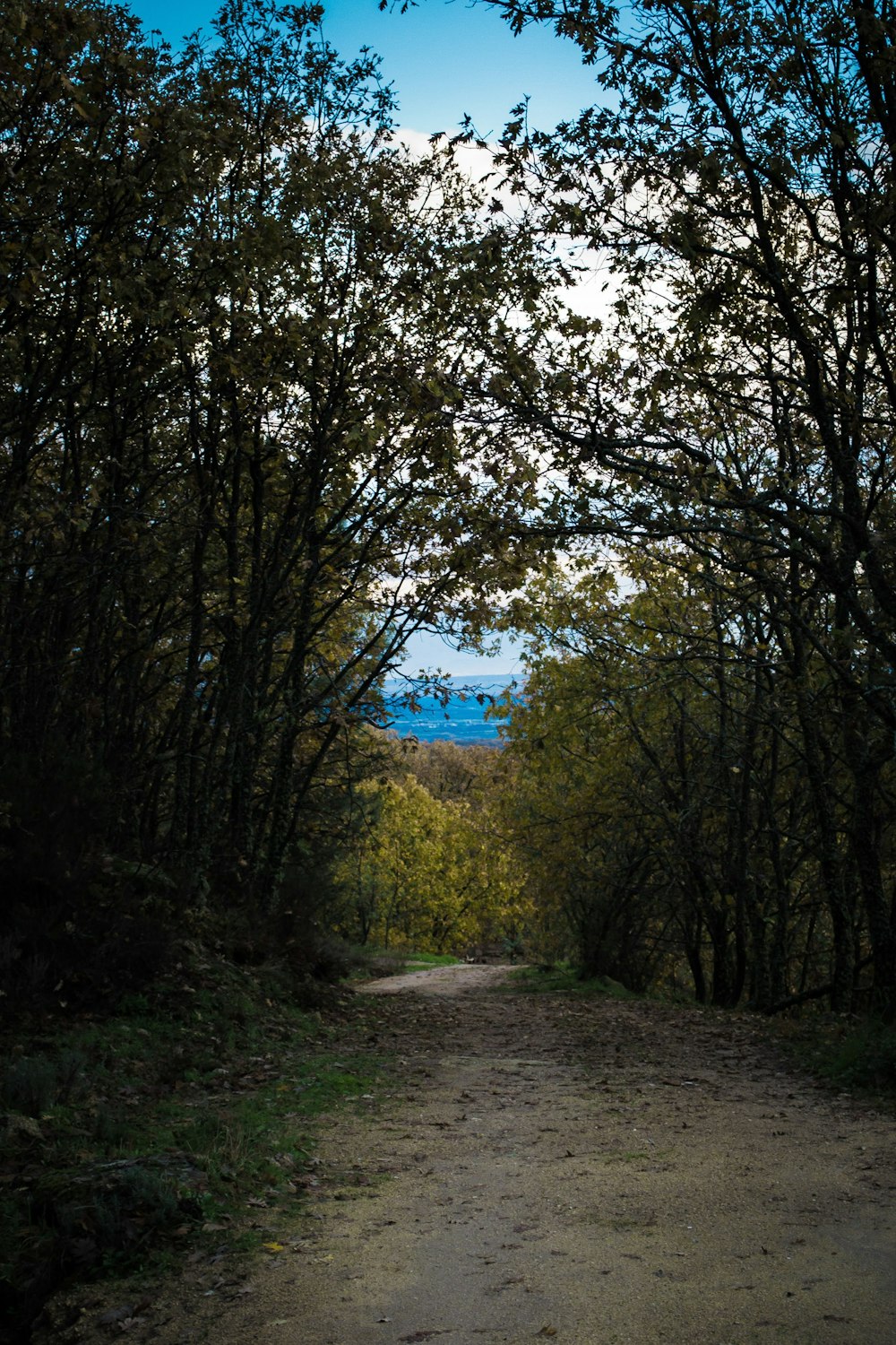 a dirt road surrounded by trees with a blue sky in the background