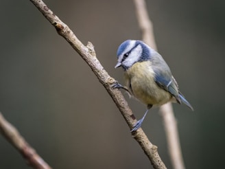 a small blue bird sitting on top of a tree branch