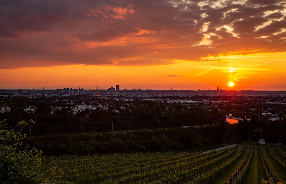 the sun is setting over a vineyard in a city