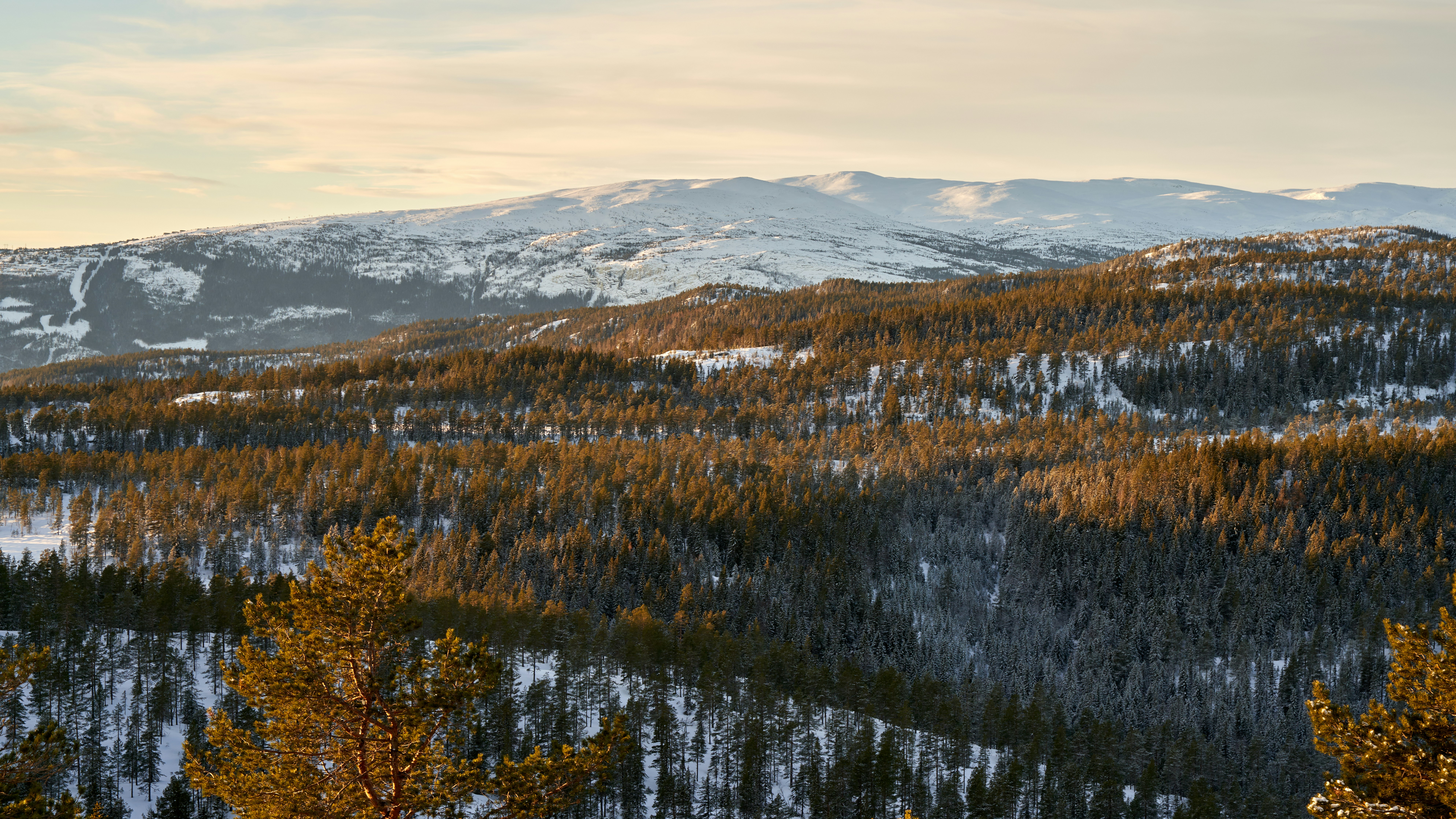 a view of a snowy mountain with trees in the foreground, Winter Serenity: Norefjell