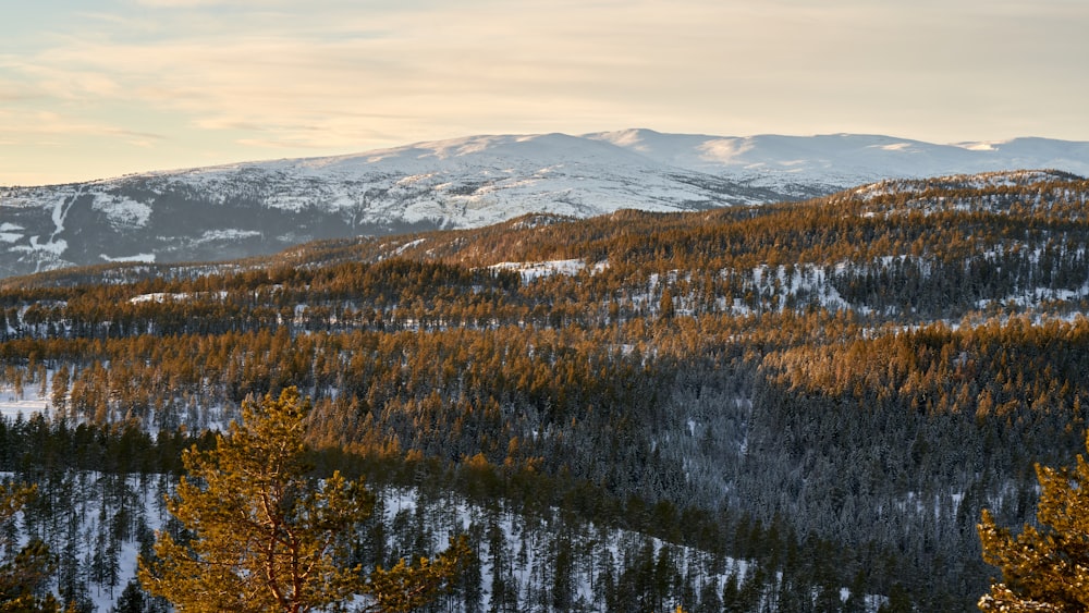 a view of a snowy mountain with trees in the foreground