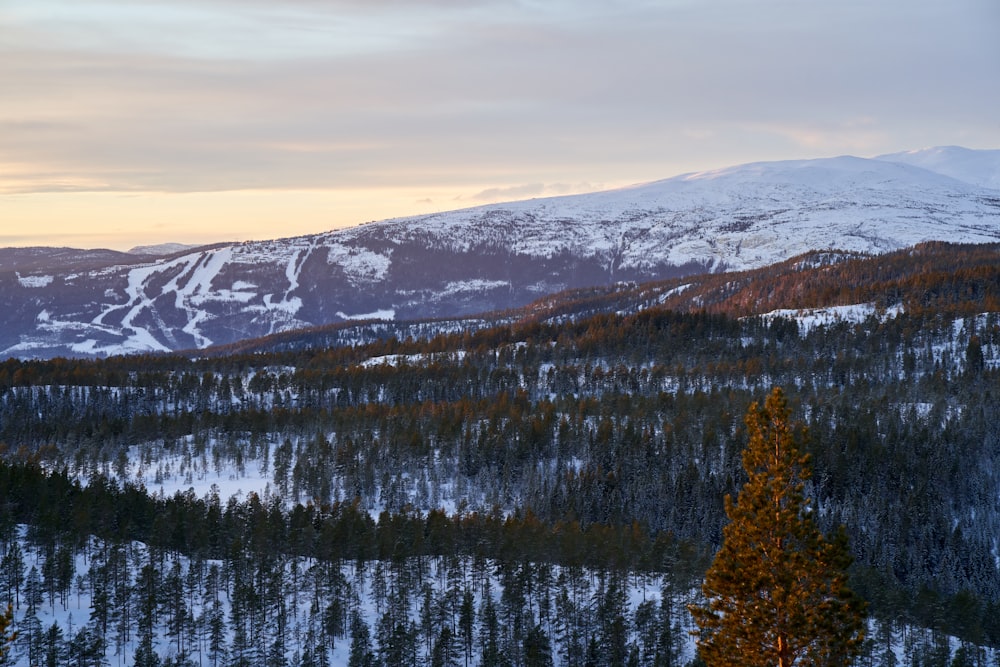a snow covered mountain with a forest in the foreground