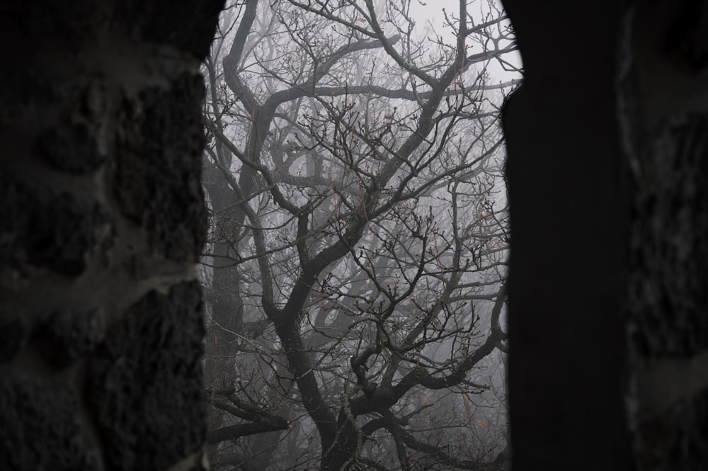 uma vista de uma árvore através de um buraco em uma parede de tijolos