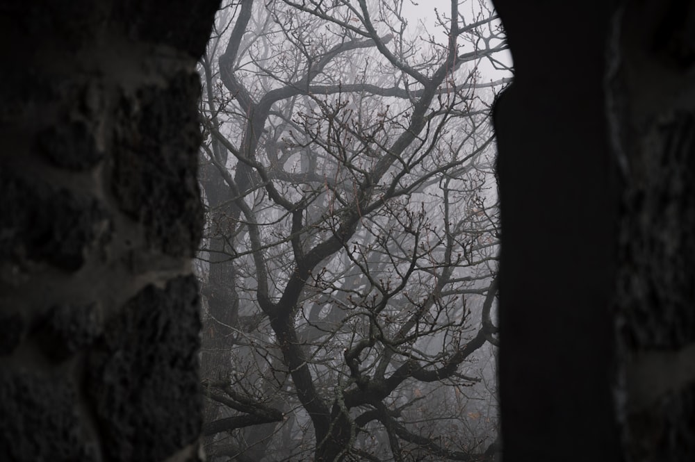 une vue d’un arbre à travers un trou dans un mur de briques