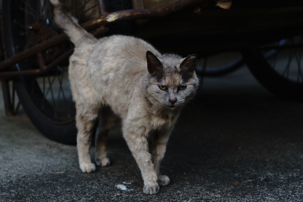 a cat standing in front of a motorcycle