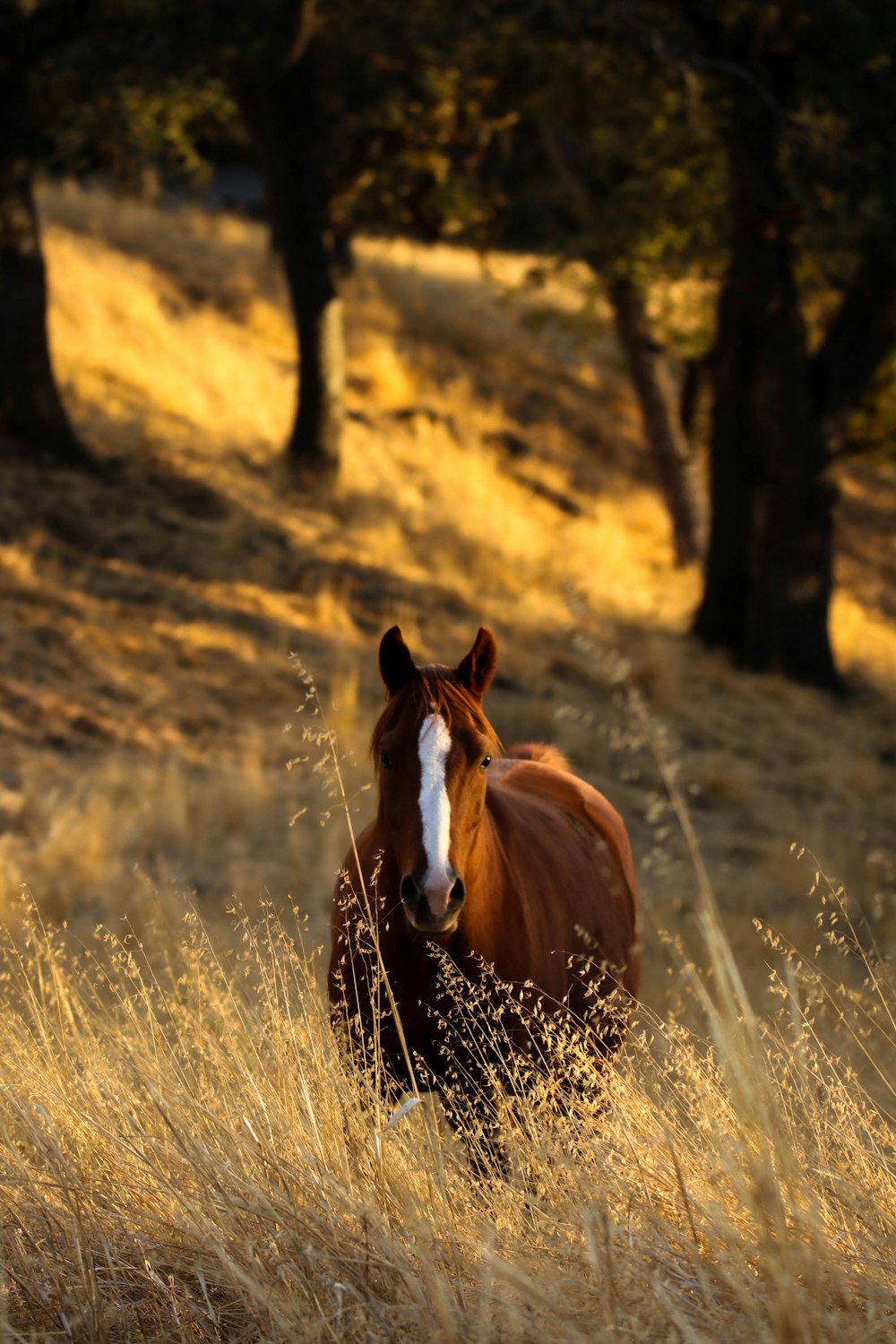 un caballo marrón parado en un campo de hierba seca