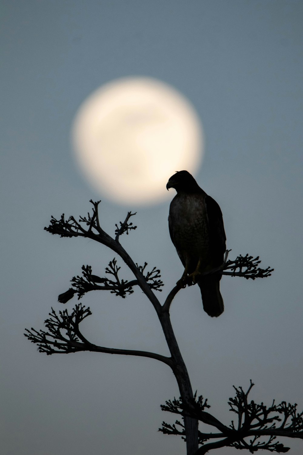 a bird perched on top of a tree branch