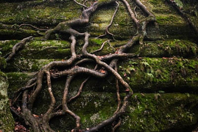 a tree that is growing out of some rocks