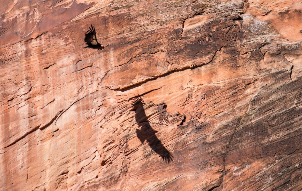 a bird is flying over a rock face