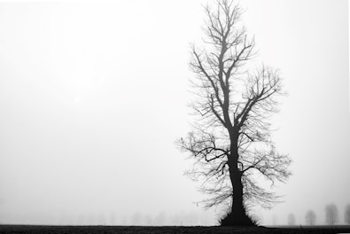 a lone tree stands alone in a foggy field