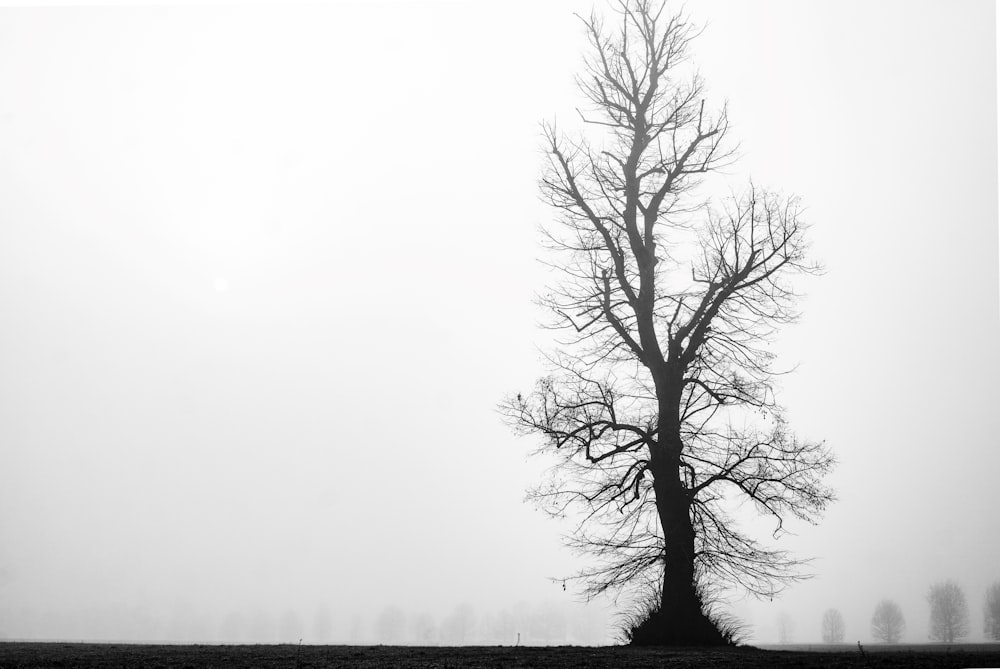 a lone tree stands alone in a foggy field