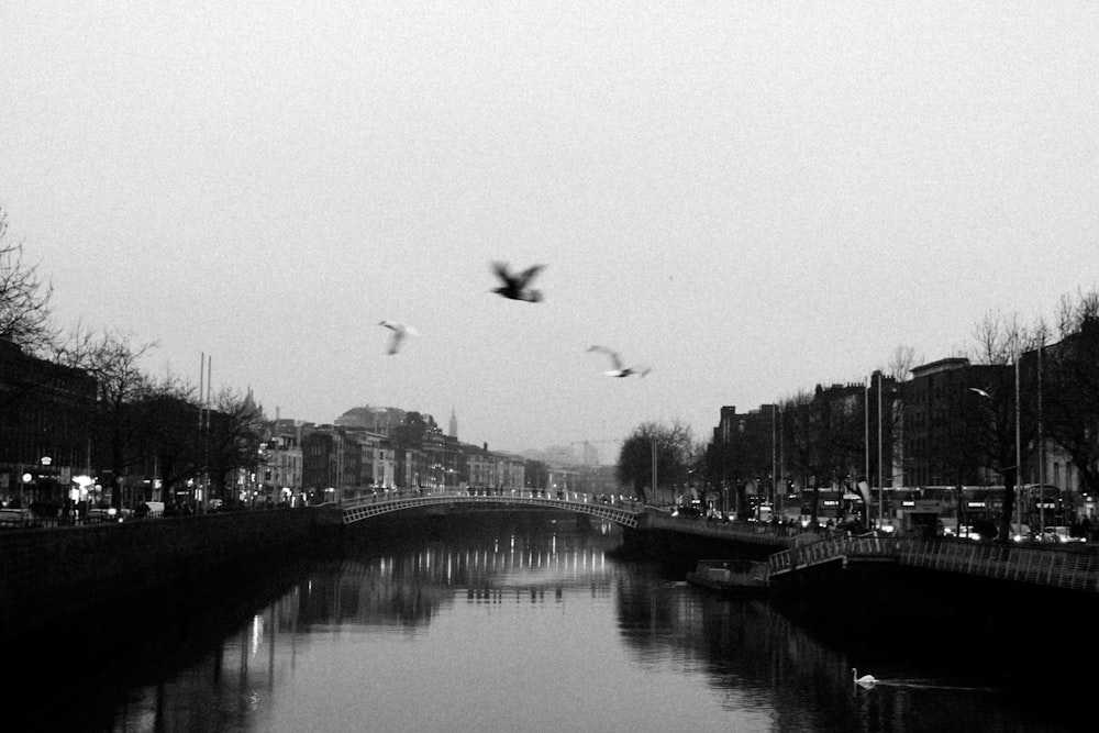 a black and white photo of birds flying over a river