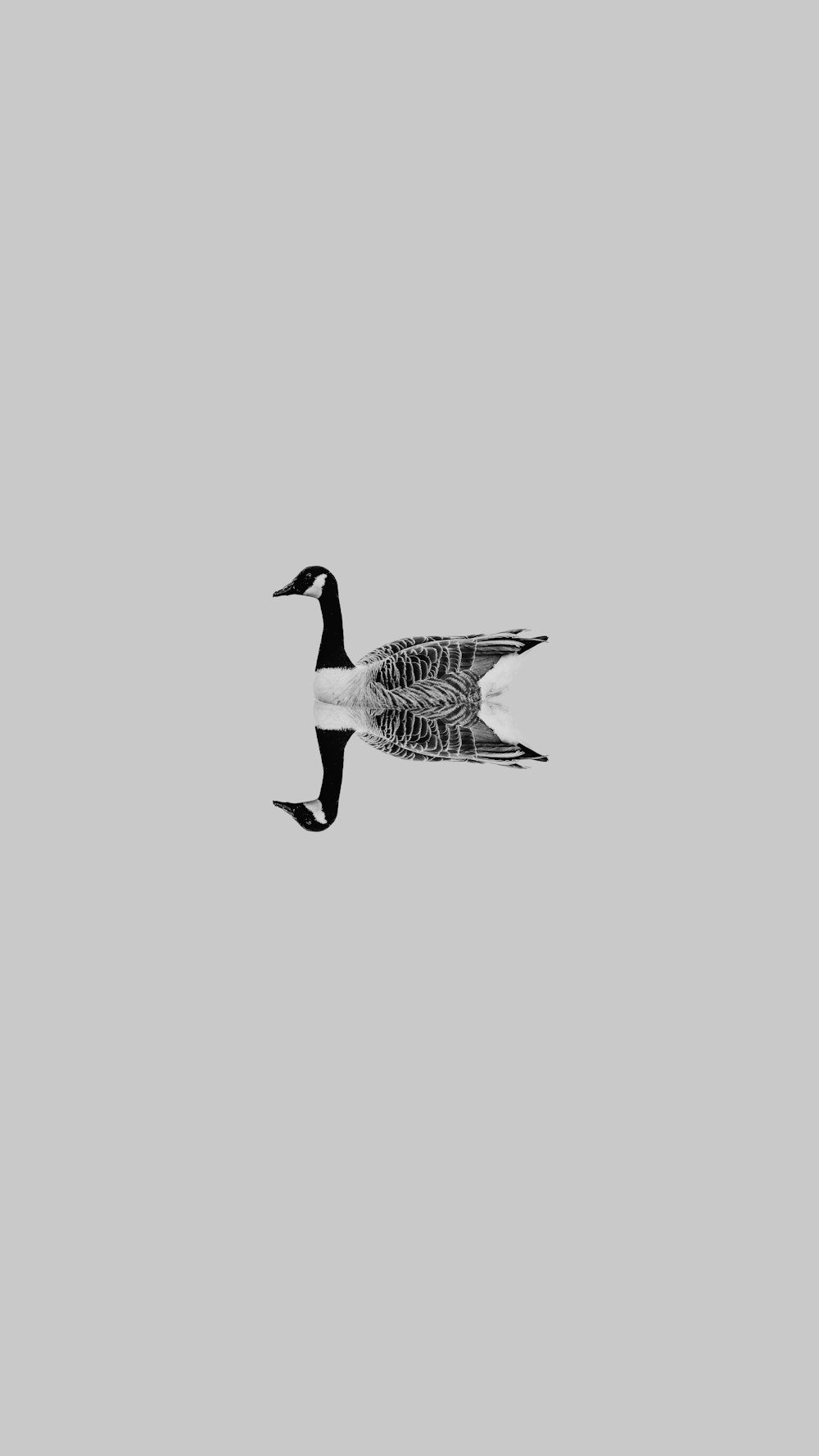 a black and white photo of a duck