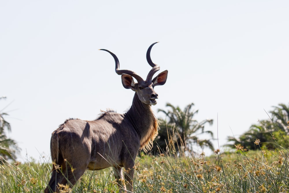 an antelope standing in a field of tall grass