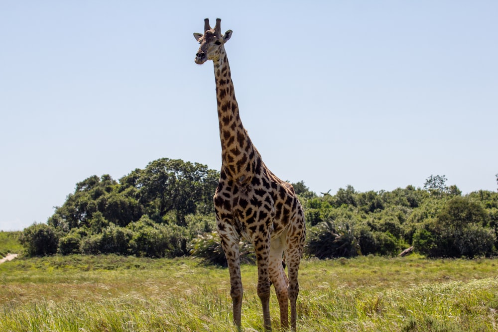 a tall giraffe standing in a lush green field