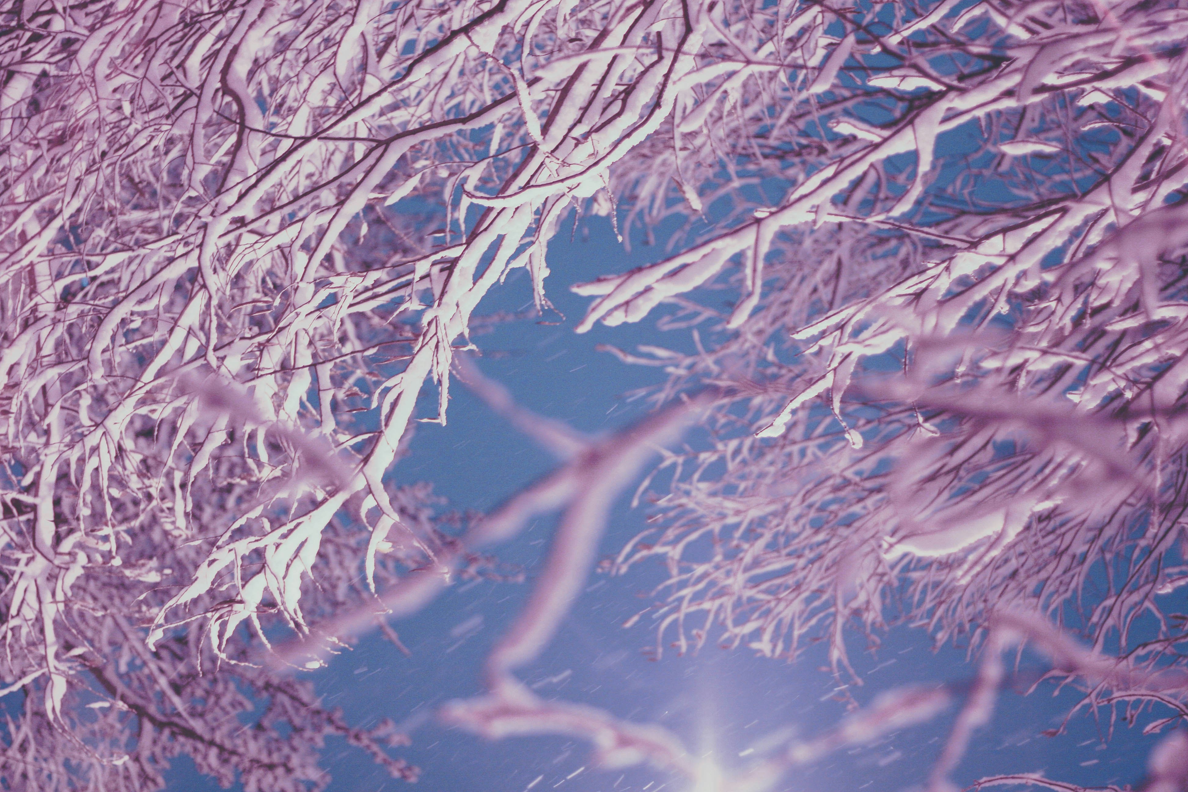the branches of a tree are covered in snow