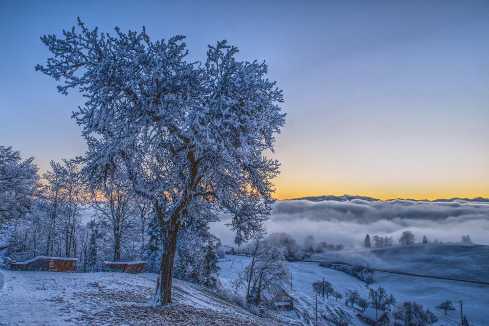 a snow covered tree on a hill with a sunset in the background