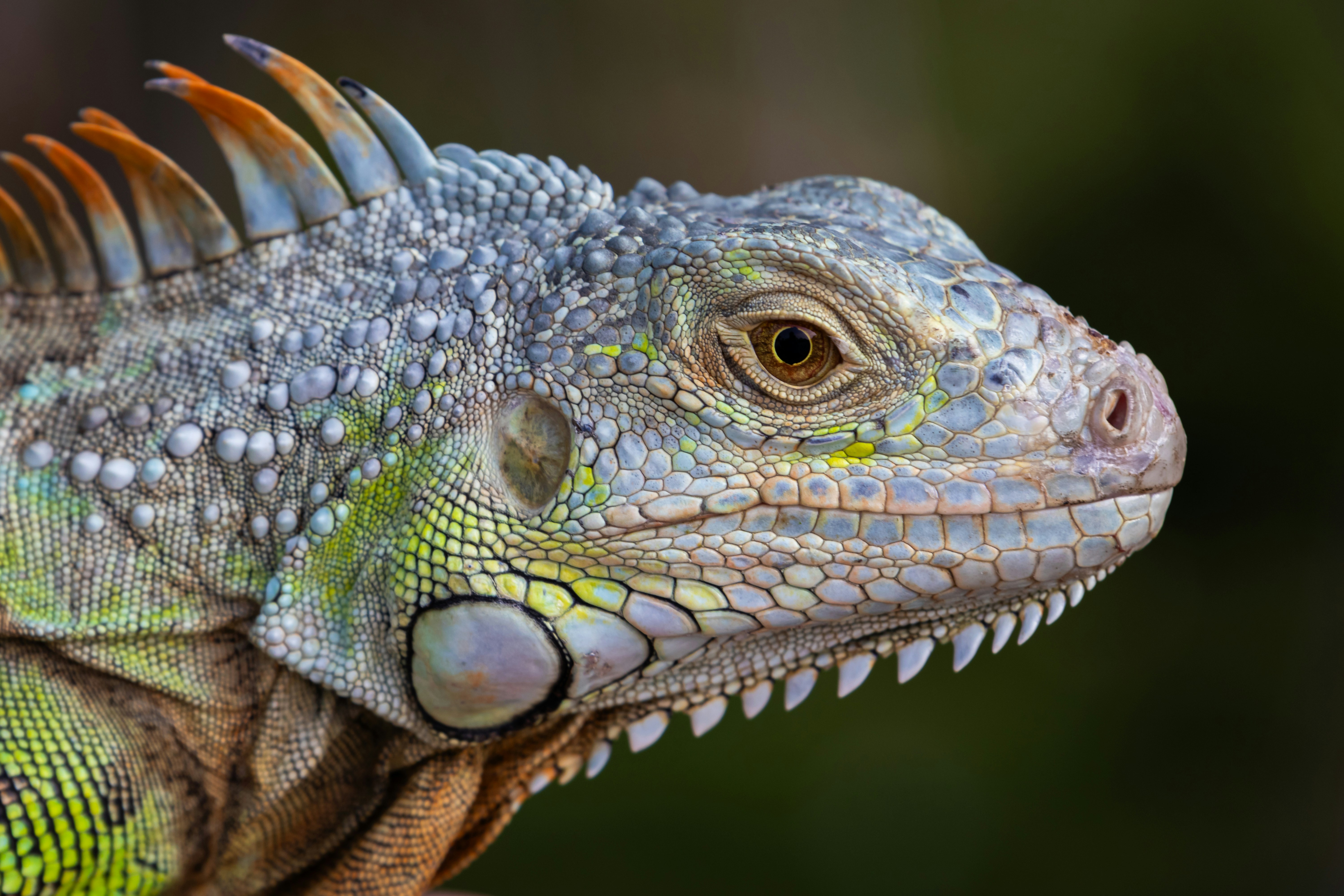 Featured image of post LiteRT-LM