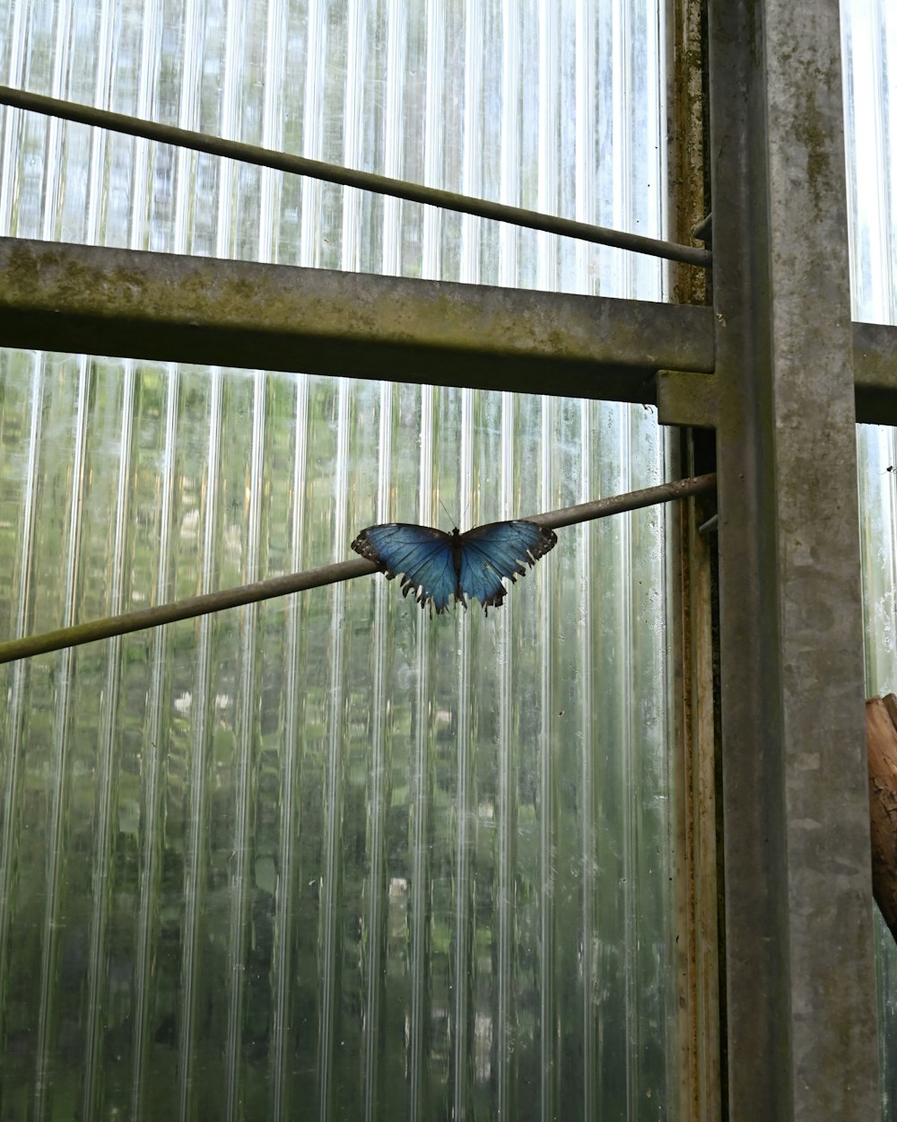 a blue butterfly sitting on top of a metal pole