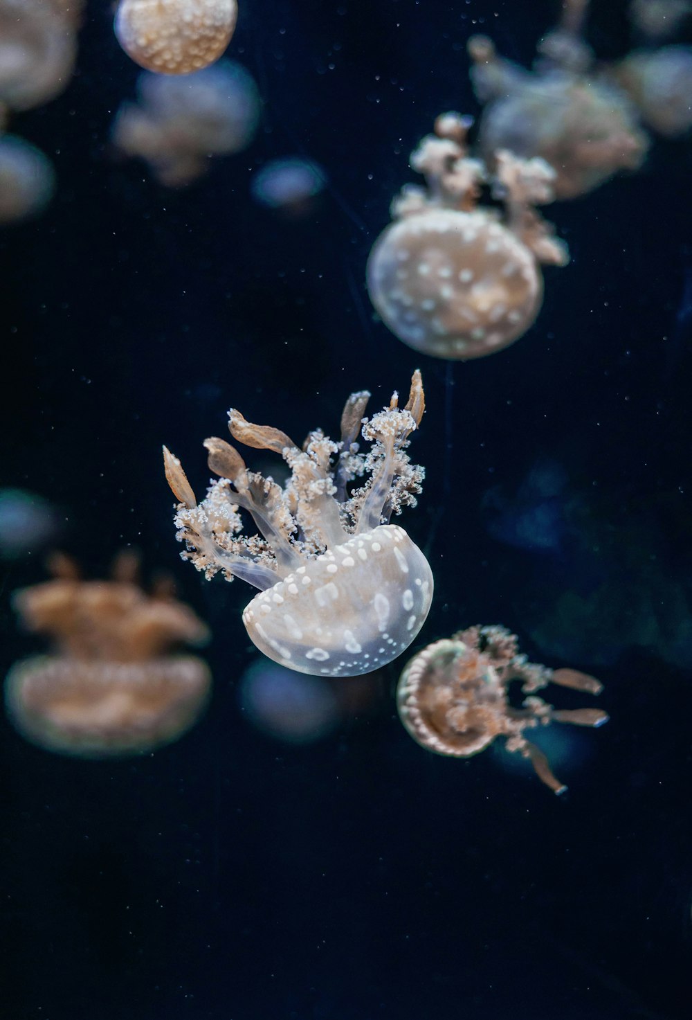 a group of jellyfish swimming in an aquarium